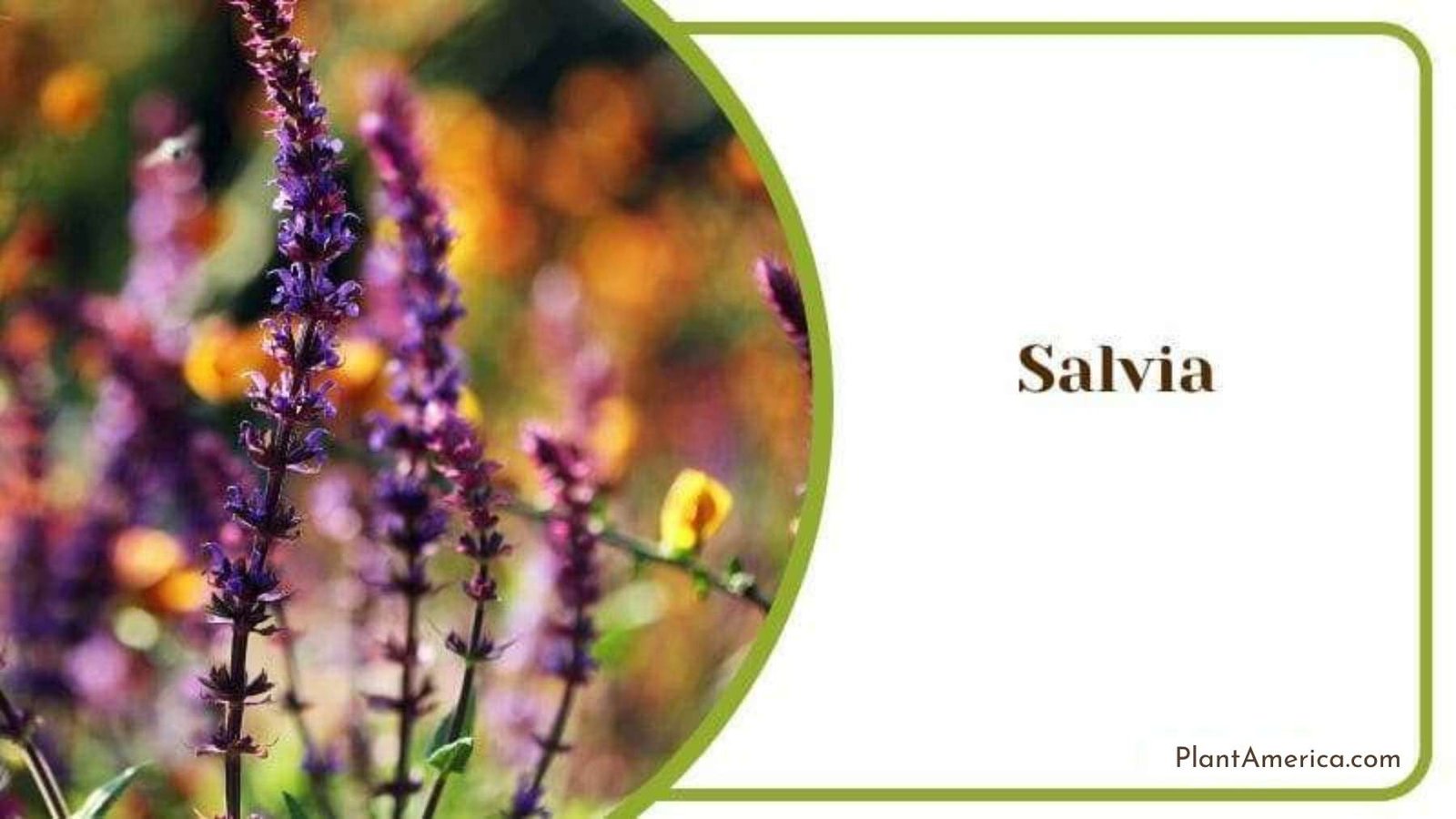 Salvia flowers for your garden Plant America Salvia flowers for your garden Plant America