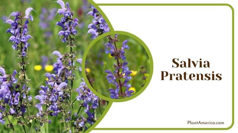 Salvia pratensis with Wrinkled oval leaves Plant America Salvia pratensis with Wrinkled oval leaves Plant America