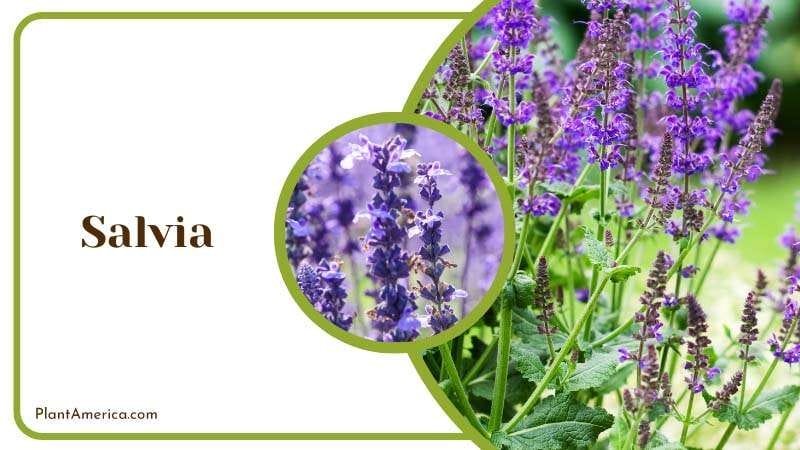 Salvia smell stinky to voles PlantAmerica