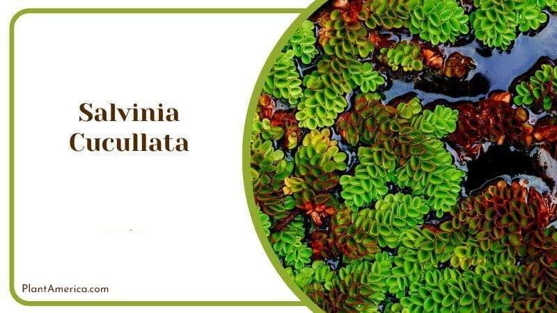 Salvinia Cucullata Plants that Float and Filter the Water Plant America Salvinia Cucullata Plants that Float and Filter the Water Plant America