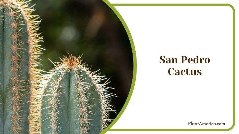 San Pedro Cactus Plant Plant America San Pedro Cactus Plant Plant America