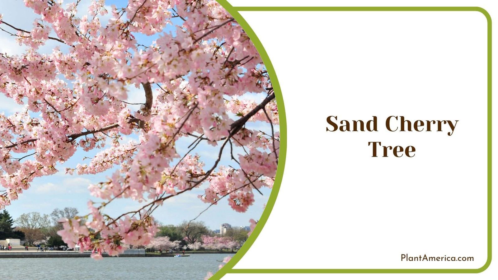 Sand Cherry Tree Plant America Sand Cherry Tree Plant America