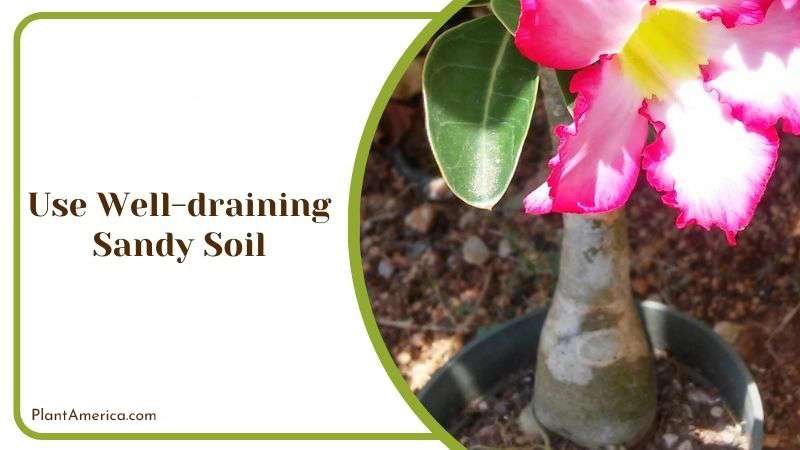 Sandy Soil for Desert Rose Plant America Sandy Soil for Desert Rose Plant America