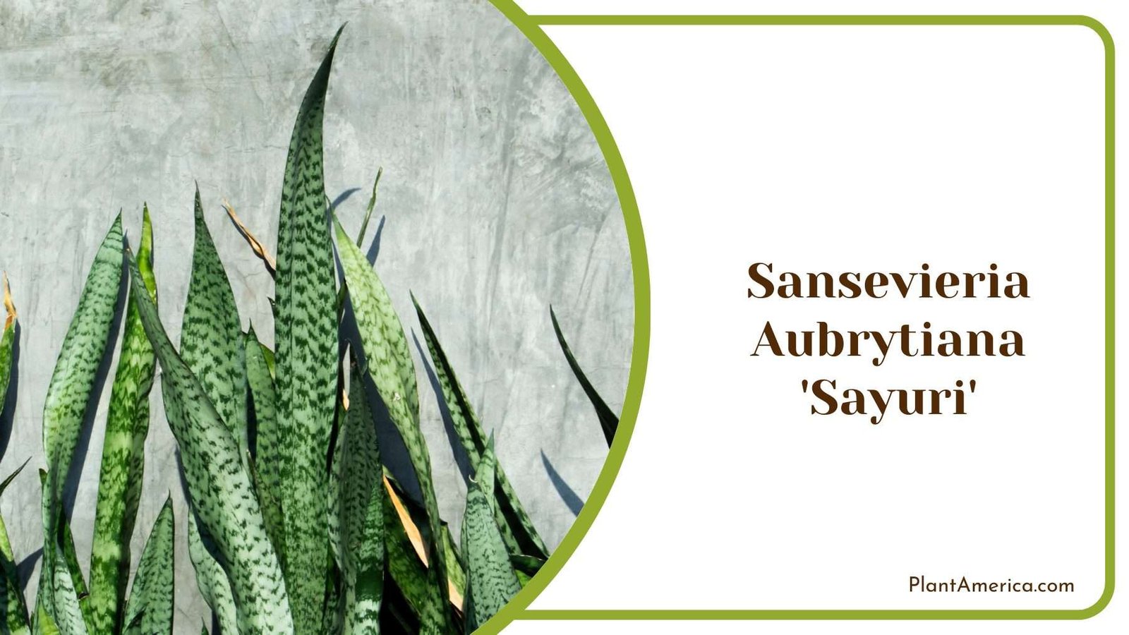 Sansevieria Aubrytiana Sayuri Plant America