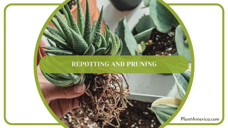 Sansevieria Fernwood Repotting and Pruning Guideline PlantAmerica
