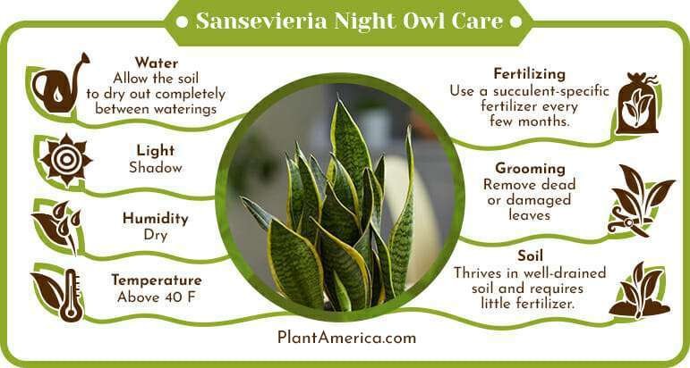 Sansevieria Night Owl Care Infographic PlantAmerica Sansevieria Night Owl: A Complete Care Guide for This Gorgeous Plant