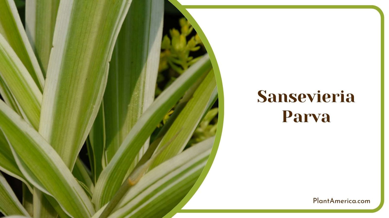 Sansevieria Parva Plant America