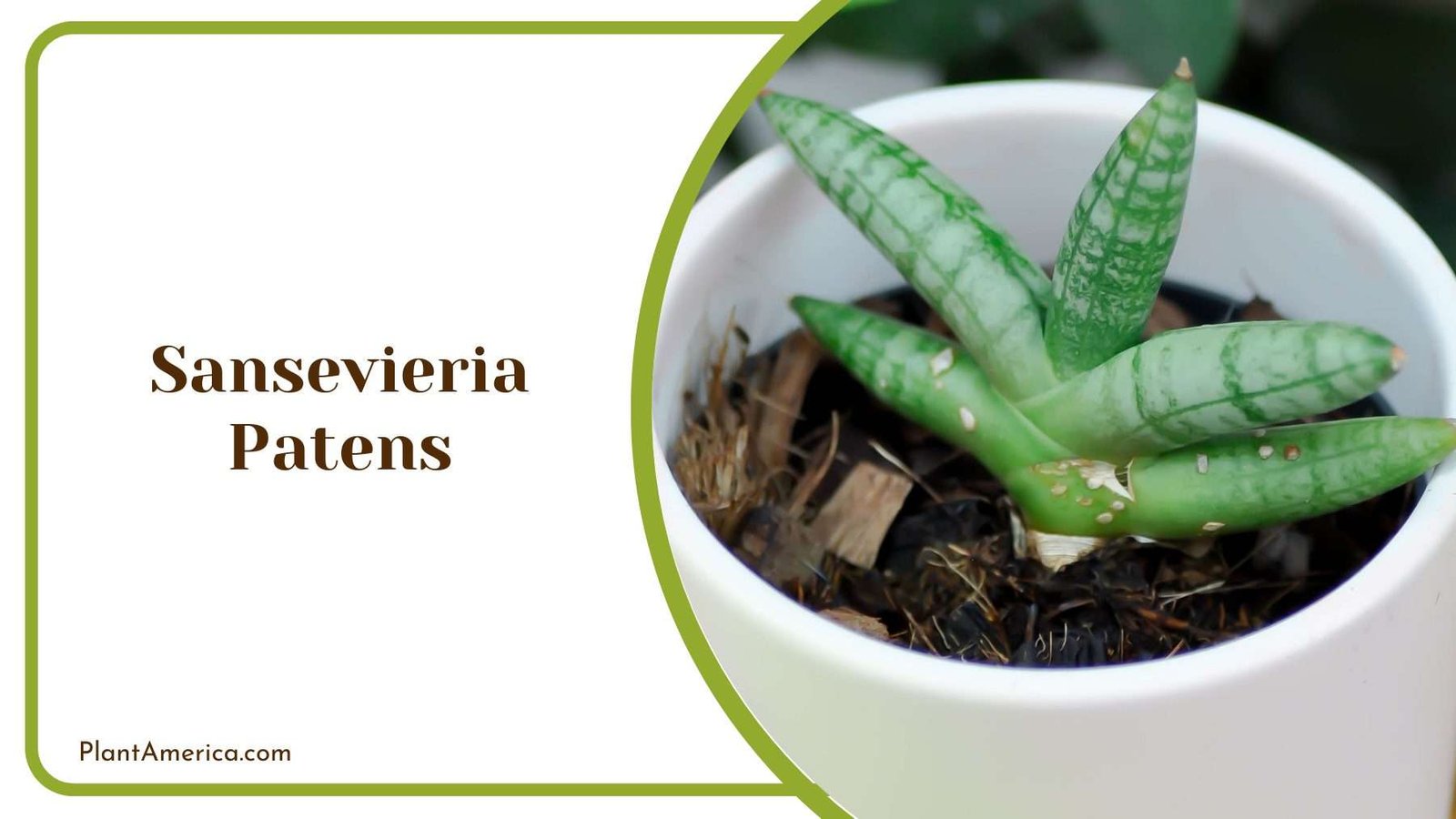 Sansevieria Patens Plant America
