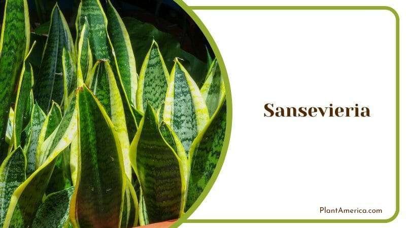 Sansevieria Plant America