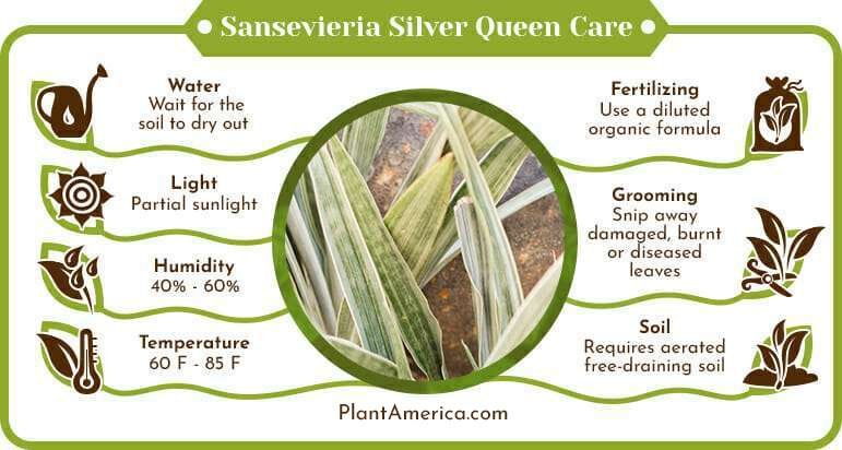Sansevieria Silver Queen Care Infographic PlantAmerica Sansevieria Silver Queen: Tips to Care for the Exotic Snake Plant