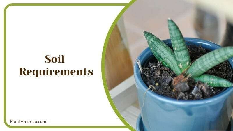 Sansevieria Suffriticosa Soil Plant America