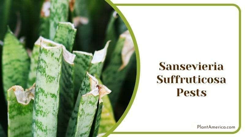 Sansevieria Suffruticosa Green Plant Plant America