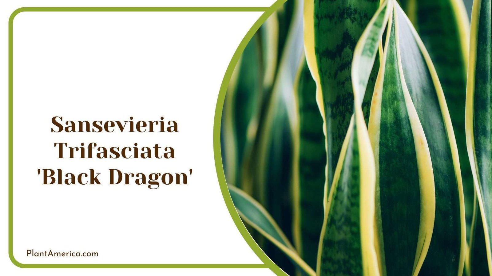 Sansevieria Trifasciata Black Dragon Plant America
