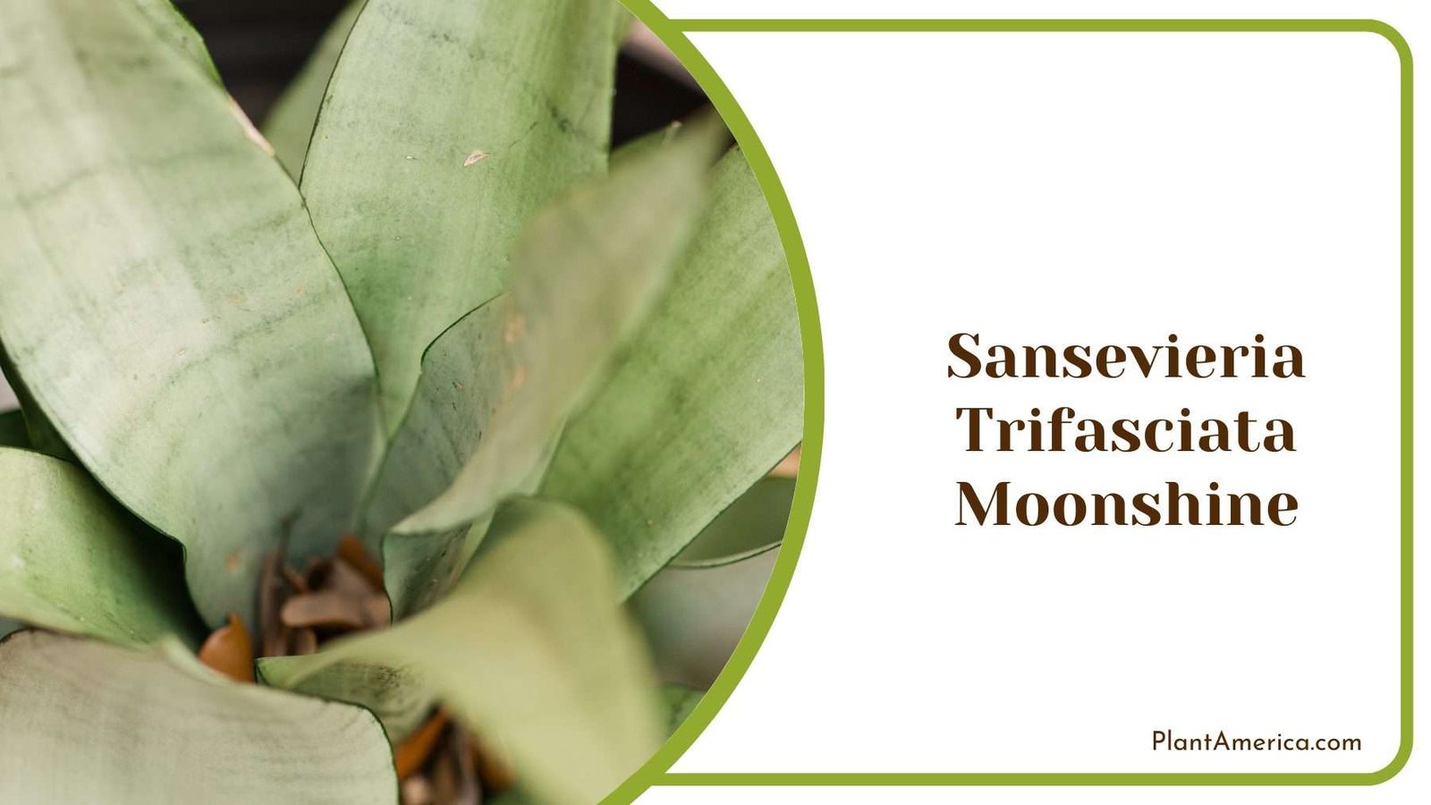 Sansevieria Trifasciata Moonshine Plant America