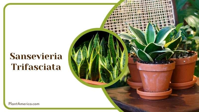 Sansevieria Trifasciata Plants on Pot Plant America