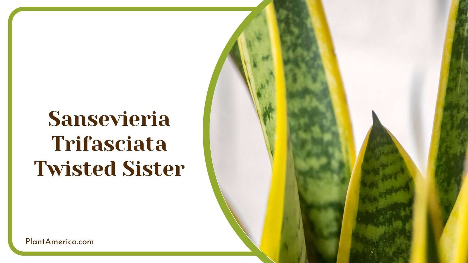 Sansevieria Trifasciata Twisted Sister Plant America