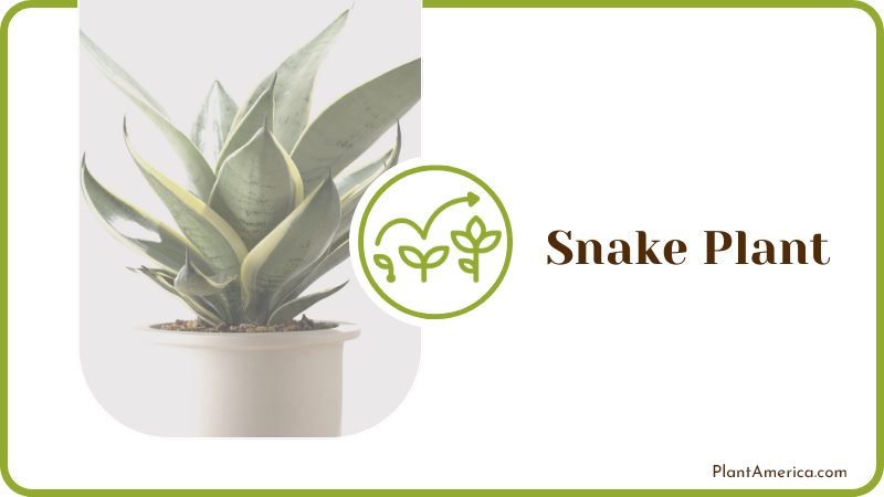 Sansevieria or snake plant in pot Plant America