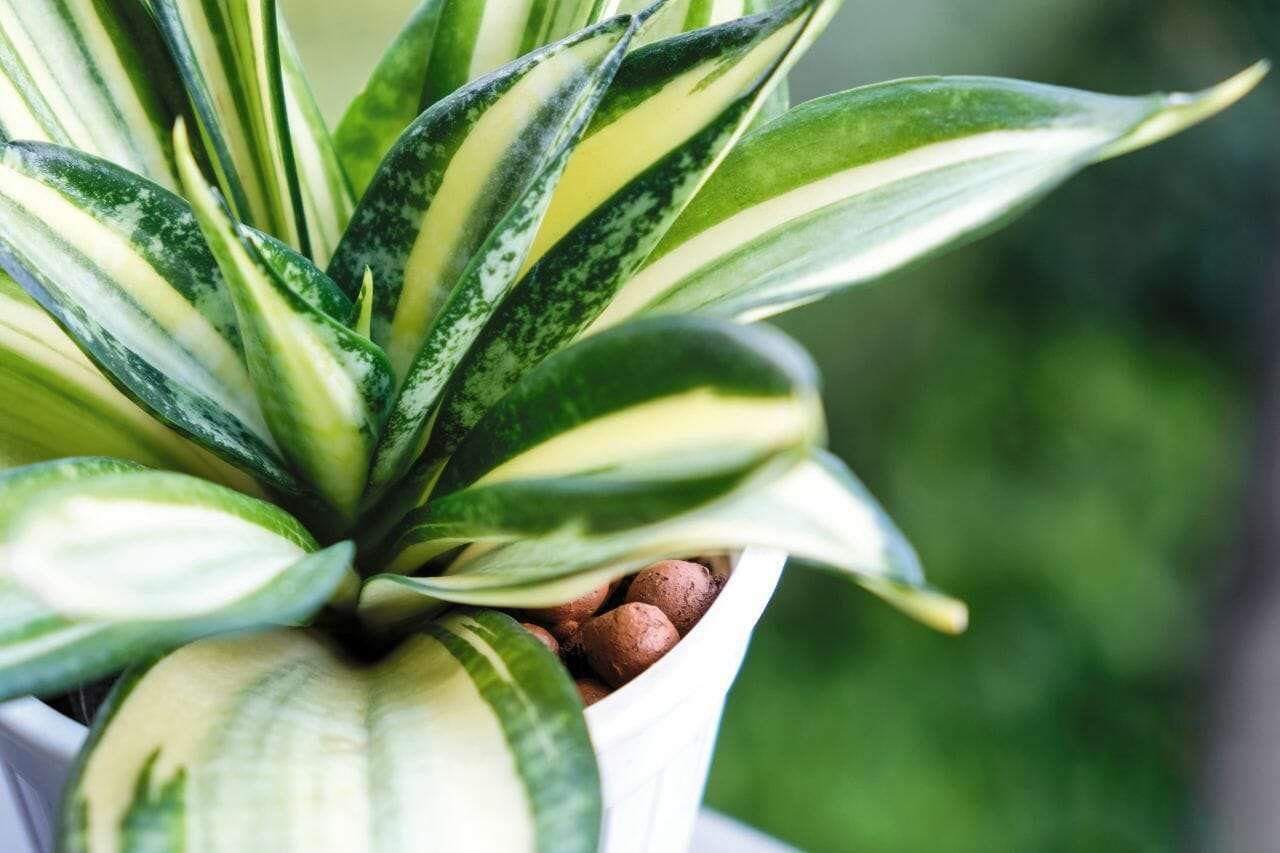 Sansevieria or snake plant in pot Plant America Sansevieria or snake plant in pot Plant America