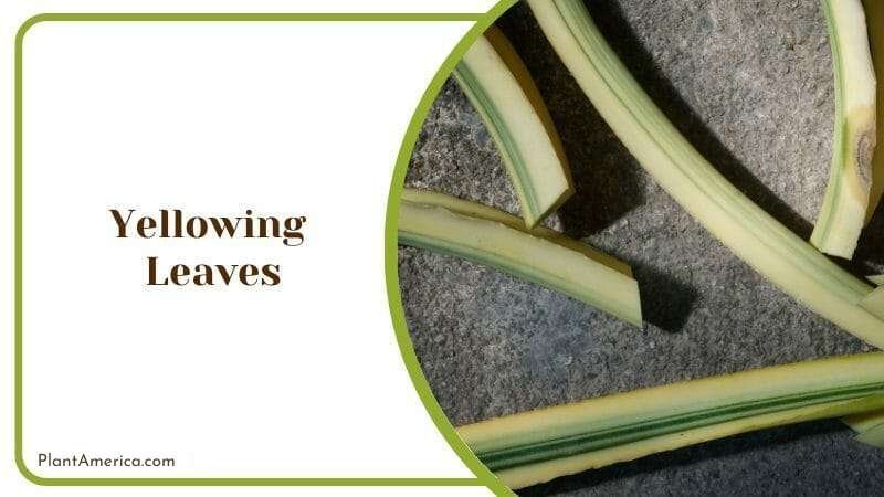 Sansevieria suffruticosa problems Plant America