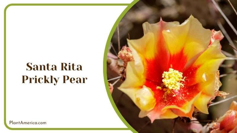Santa Rita Prickly Pear Plant America Santa Rita Prickly Pear Plant America