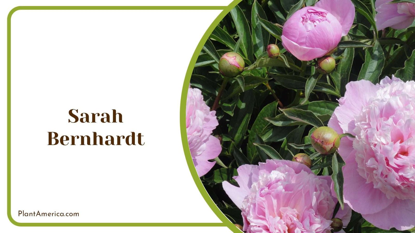 Sarah Bernhardt Pink Blooms Plant America