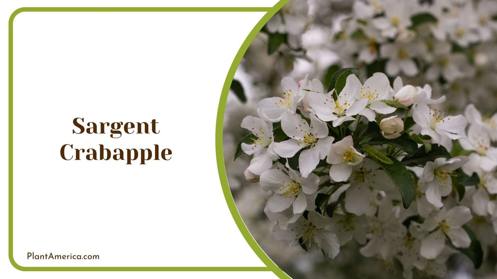 Sargent Crabapple Plant America Sargent Crabapple Plant America