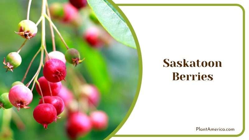 Saskatoon Berries on Tree Branches Plant America