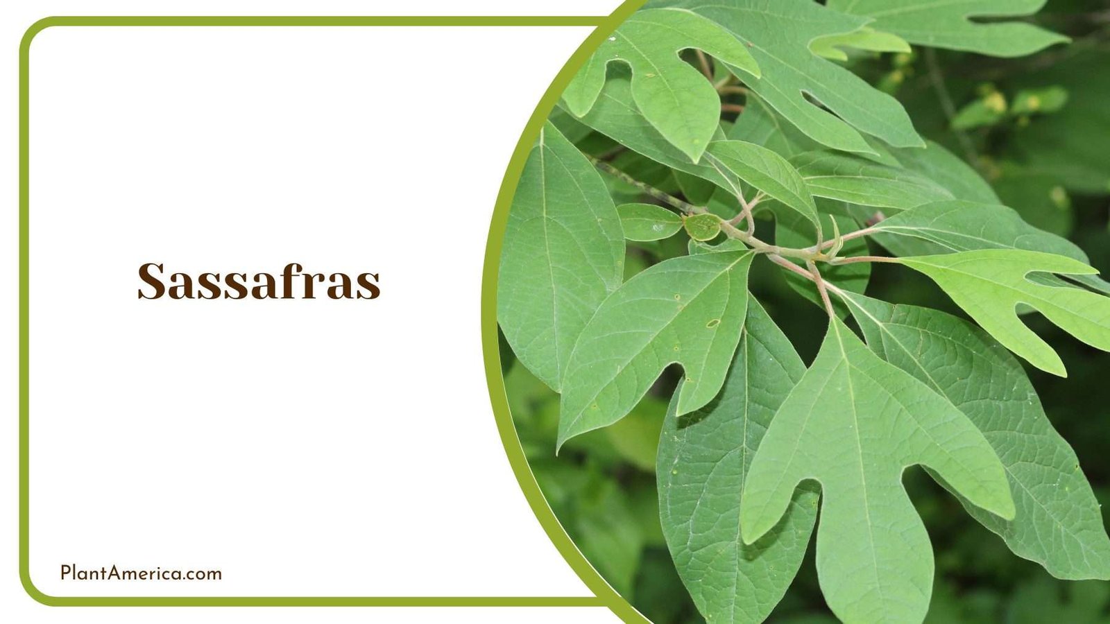 Sassafras Leaves Plant America