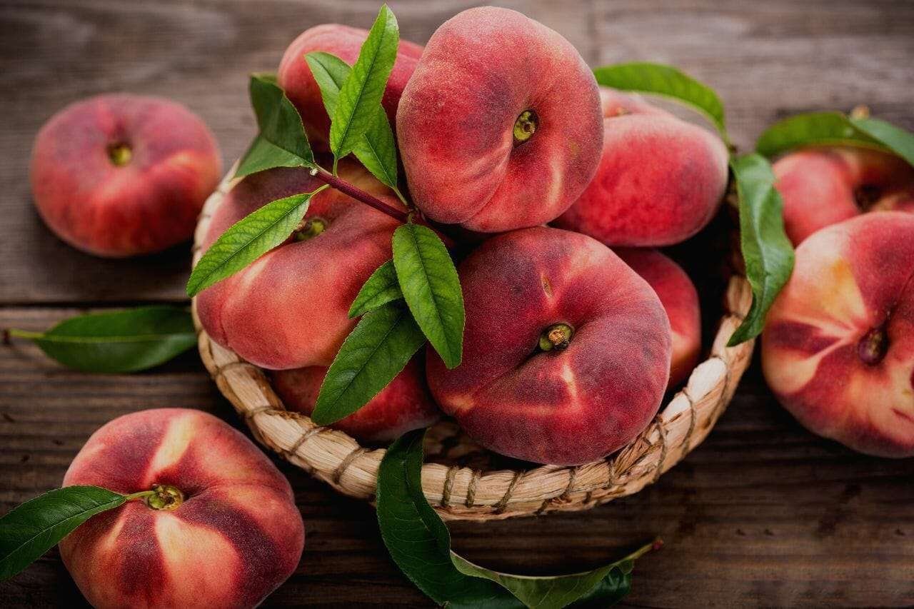 Saturn Peaches PlantAmerica