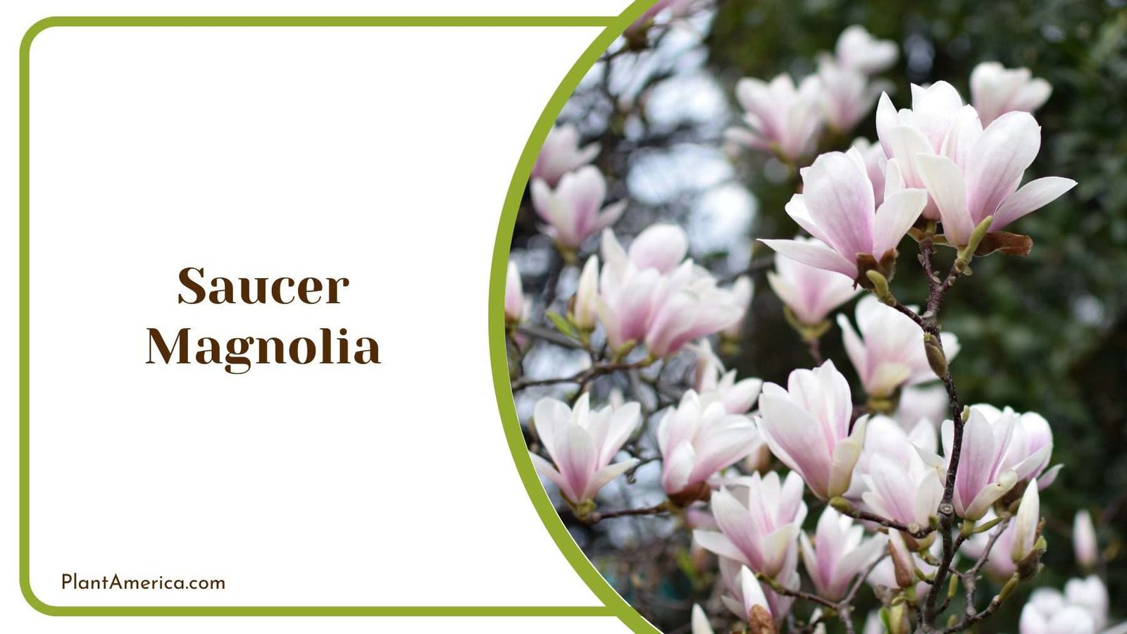 Saucer Magnolia Plant America