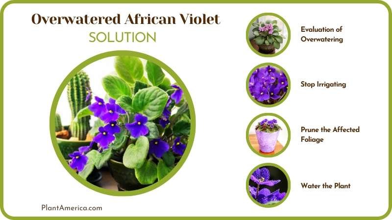 Save My Overwatered African Violet Plant America