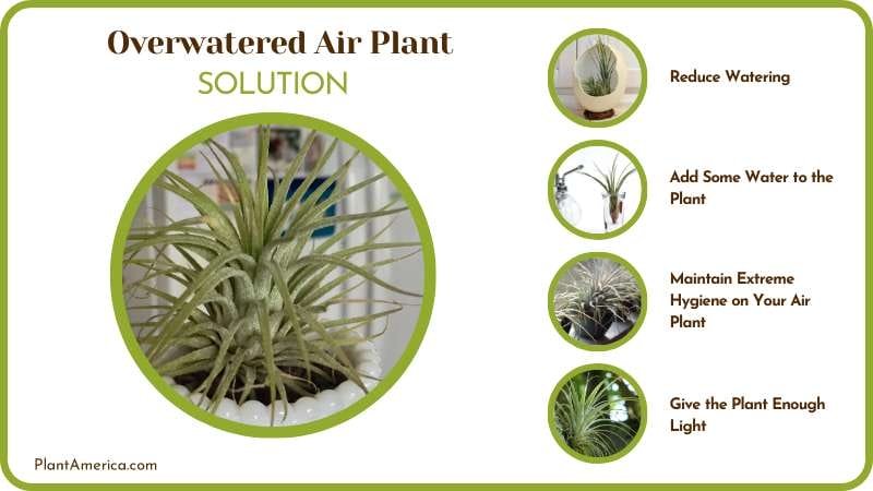 Save My Overwatered Air Plant Plant America