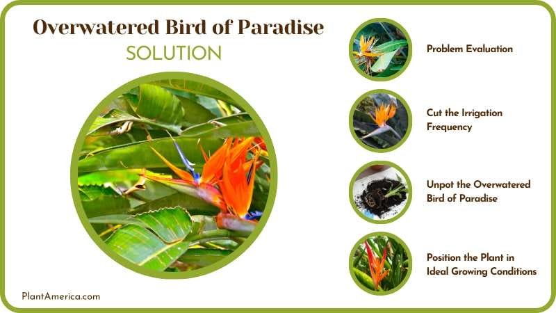 Save My Overwatered Bird of Paradise Plant America Overwatered Bird of Paradise: Step-by-Step Recovery Guide