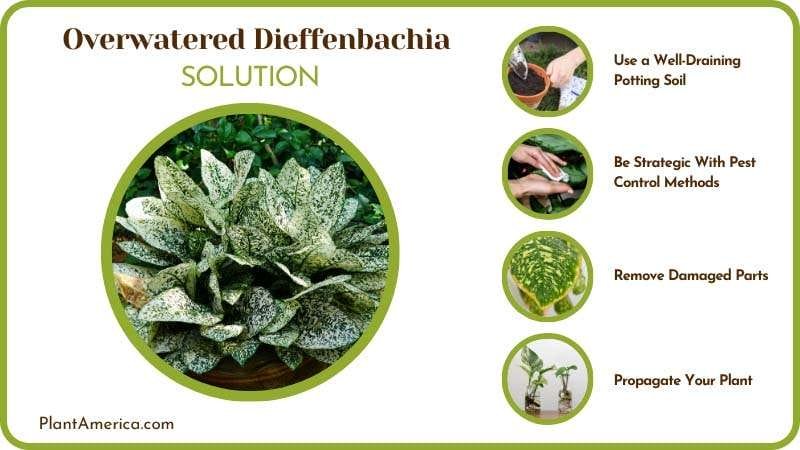 Save My Overwatered Dieffenbachia Plant America Save My Overwatered Dieffenbachia Plant America