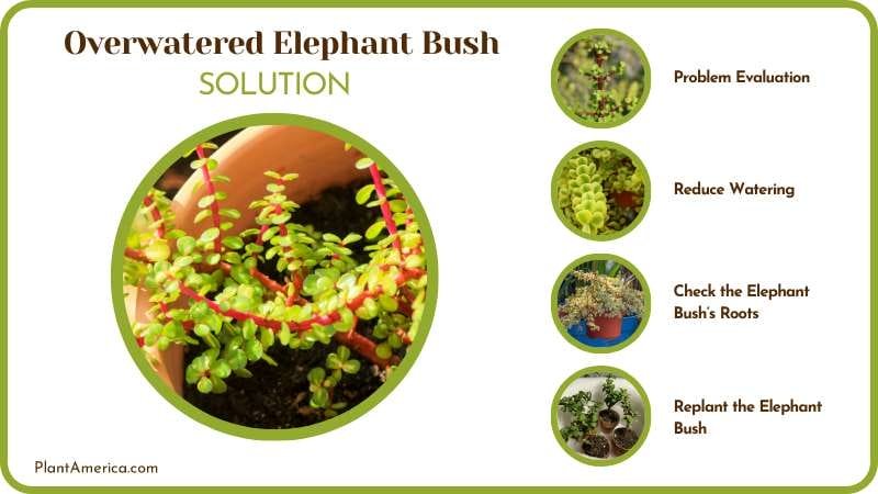 Save My Overwatered Elephant Bush Plant America