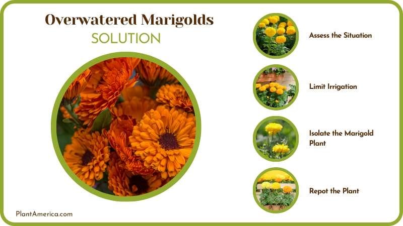 Save My Overwatered Marigolds Plant America