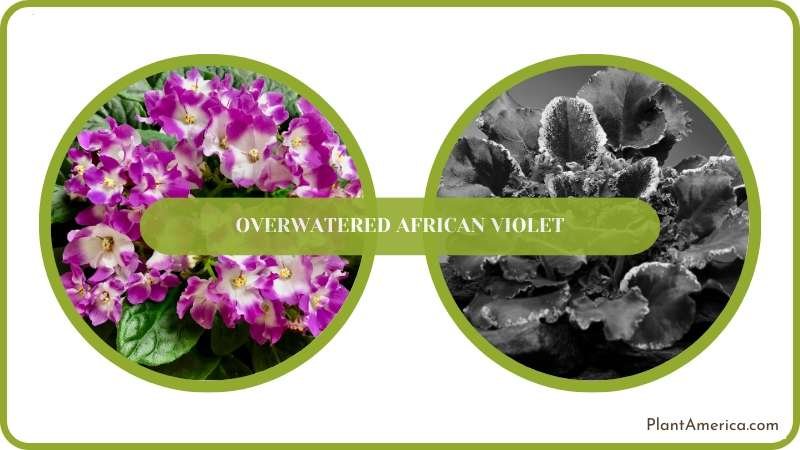 Save Overwatered African Violet Plant America