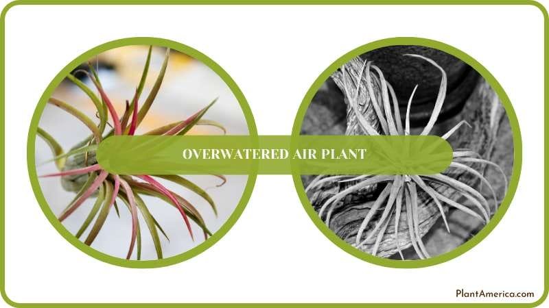 Save Overwatered Air Plant Plant America