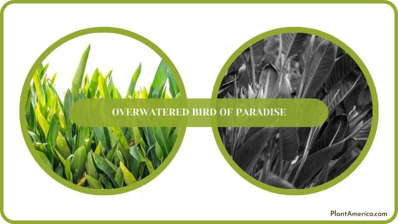 Save Overwatered Bird of Paradise Plant America Save Overwatered Bird of Paradise Plant America
