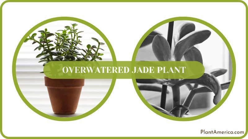 Save Overwatered Jade Plant Plant America