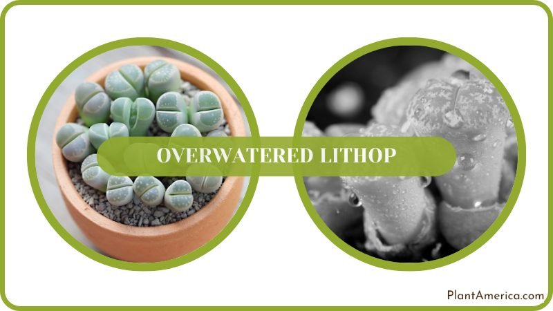 Save Overwatered Lithop Plant America