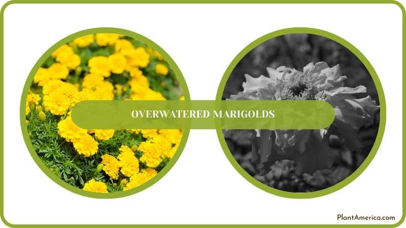 Save Overwatered Marigolds Plant America