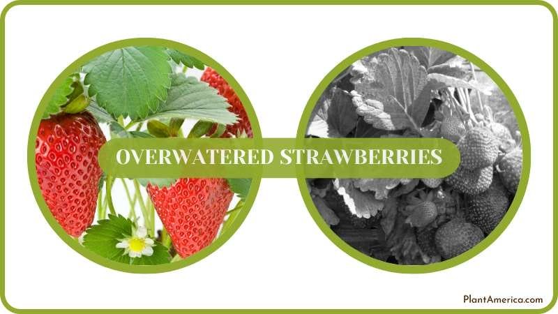 Save Overwatered Strawberries Plant America
