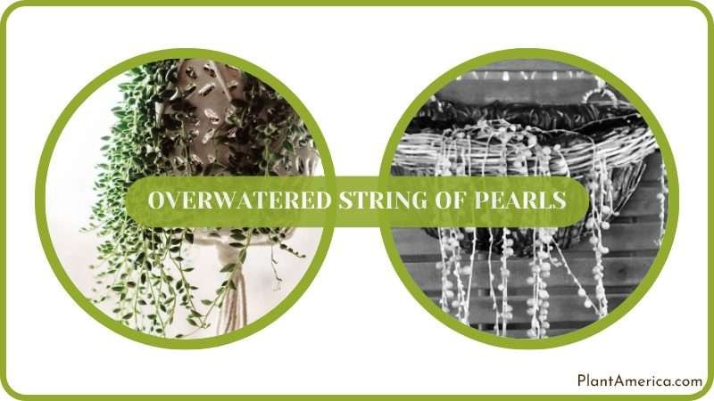 Save Overwatered String of Pearls Plant America