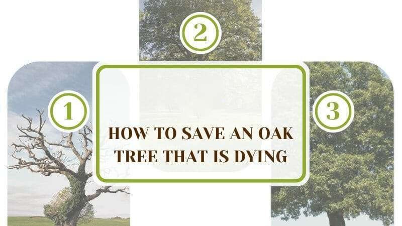 Save an Oak Tree Plant America How To Save An Oak Tree That Is Dying: A 7-Step Guide