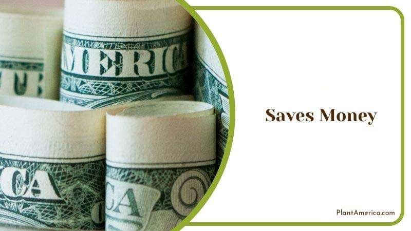 Saves Money Plant America