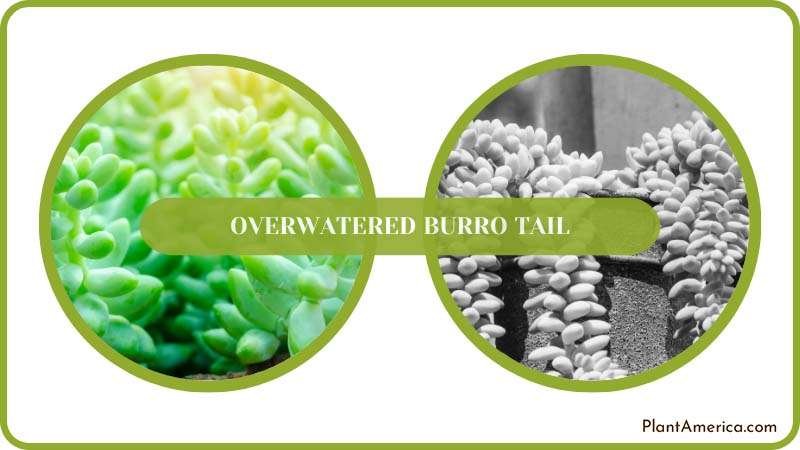 Saving Overwatered Burro Tail Plant America