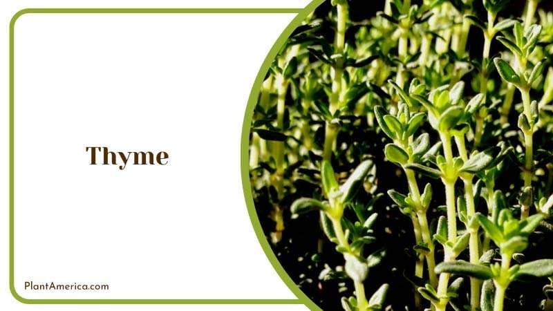 Savory Thyme Leaves in a Garden PlantAmerica