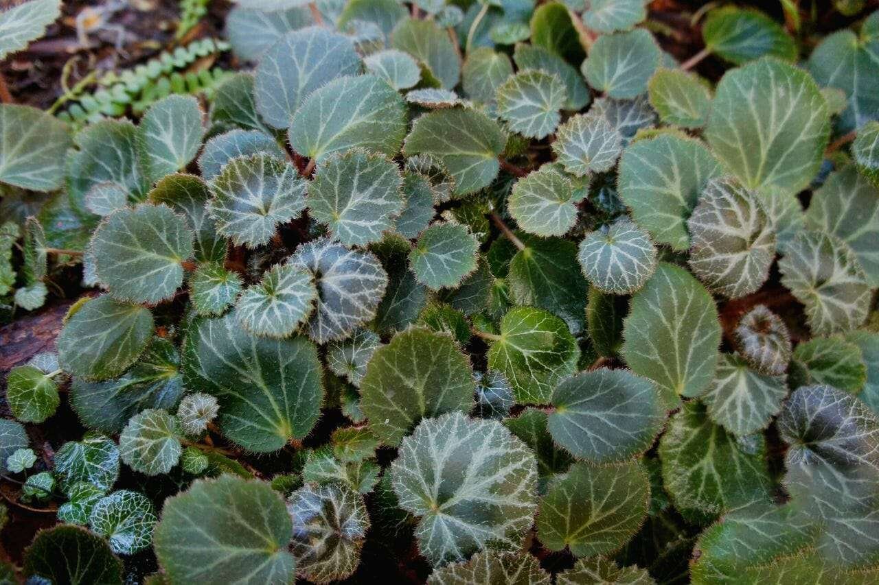 Saxifraga Stolonifera Strawberry Begonia Plant America
