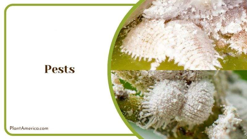 Scale and Mealybugs in Aloe Aristata Plant America